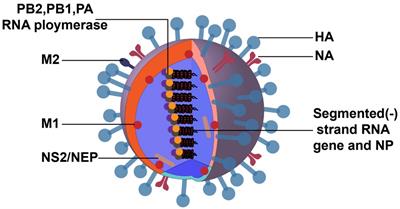 Virus versus host: influenza A virus circumvents the immune responses